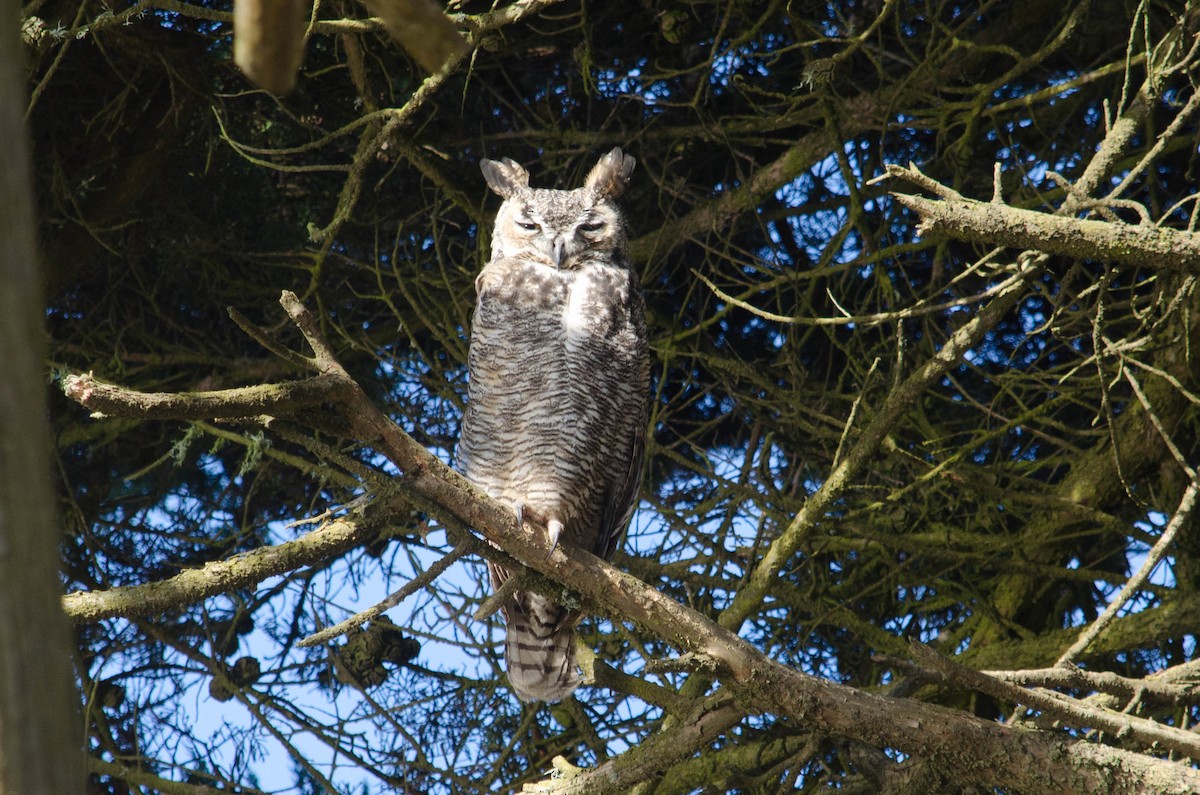 Great Horned Owl - ML615635079