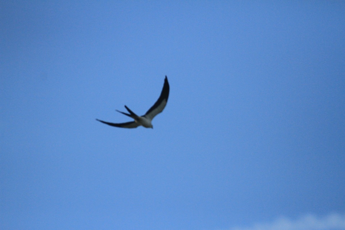 Swallow-tailed Kite - Esme Rosen