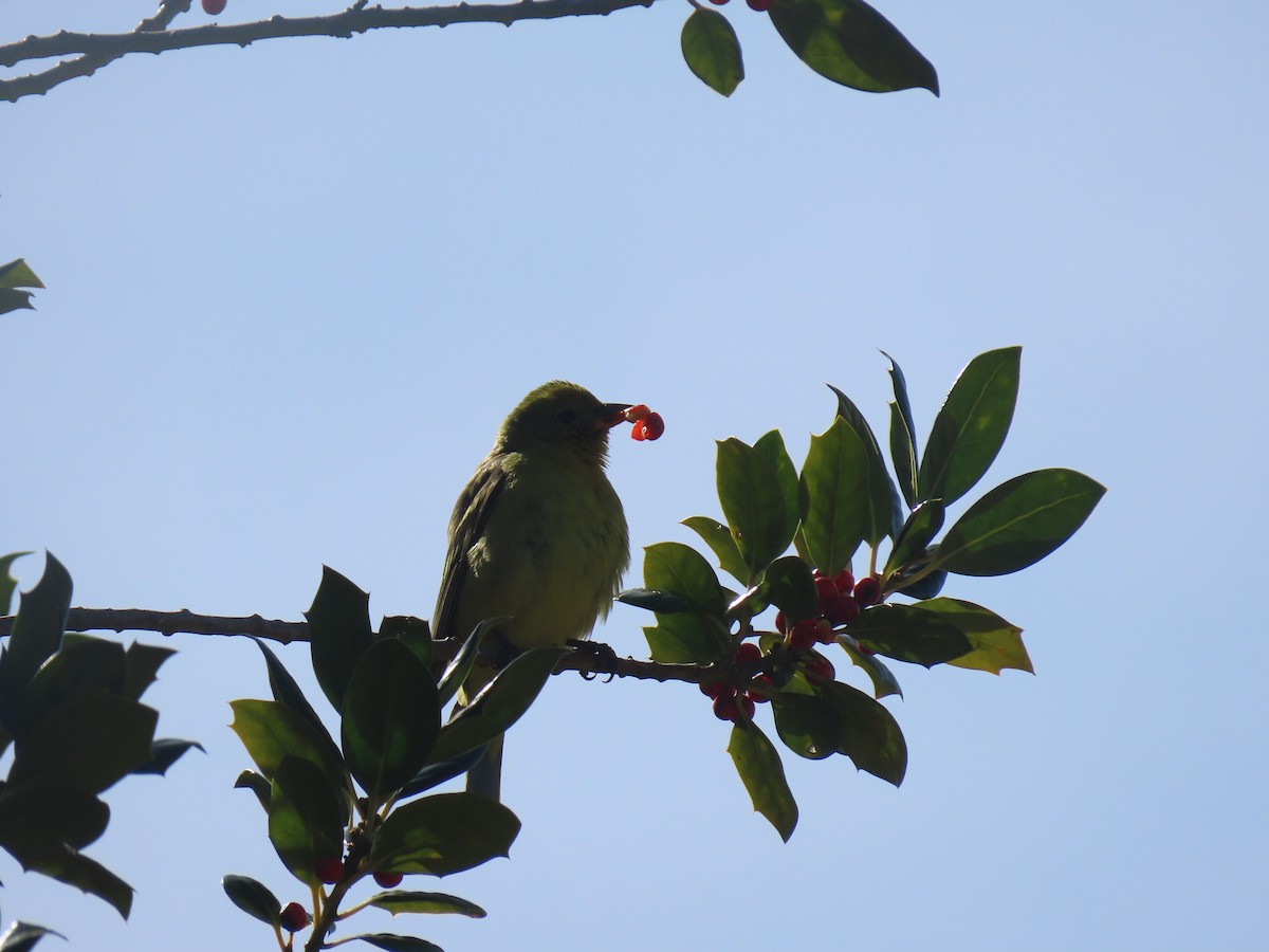 Western Tanager - ML615635384