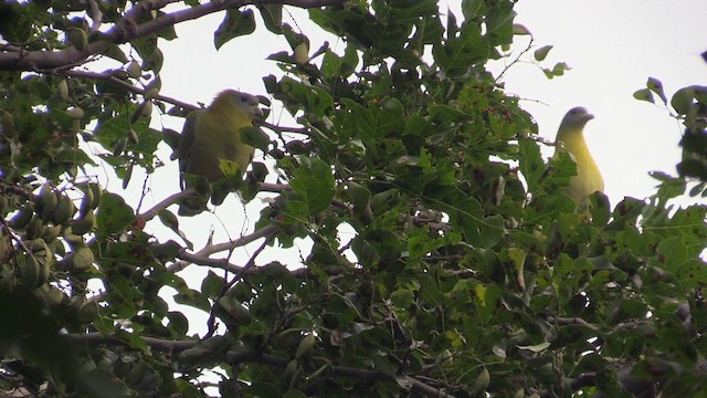 Yellow-footed Green-Pigeon - ML615635398