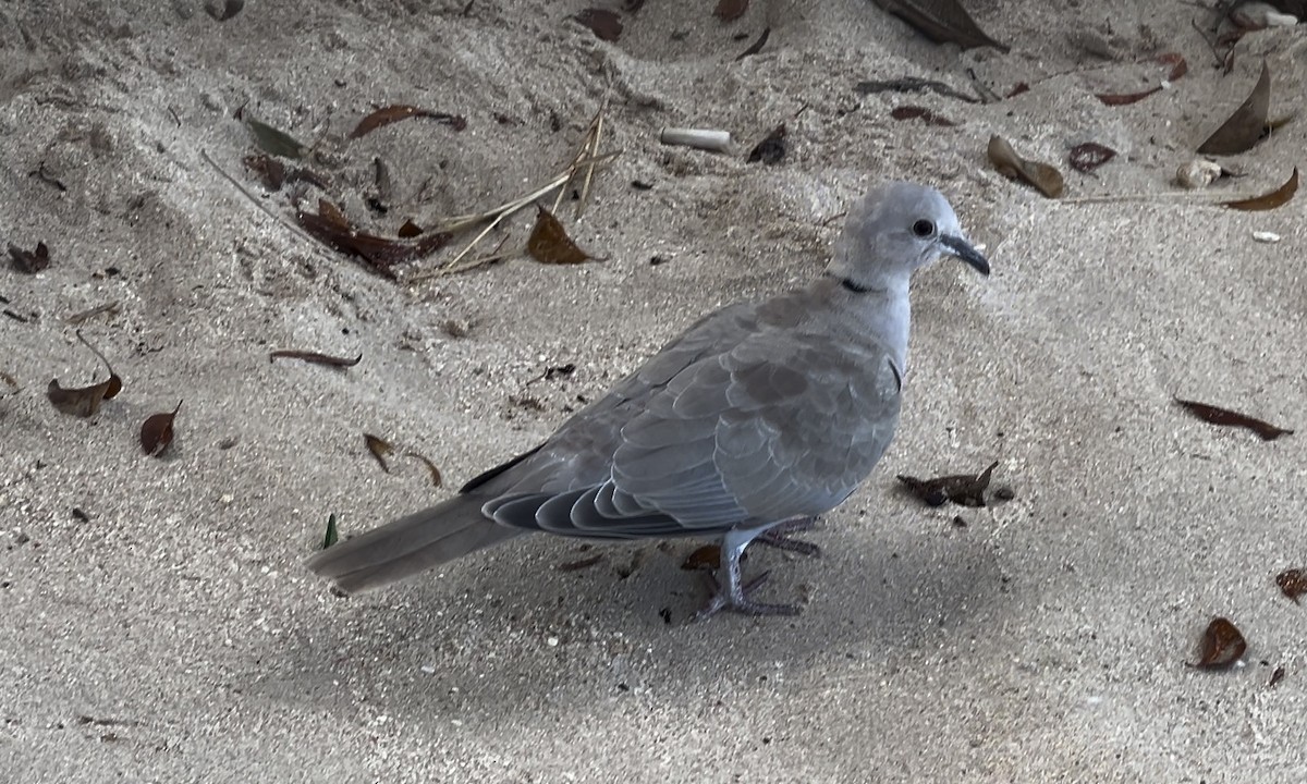 Eurasian Collared-Dove - Kip Daynard