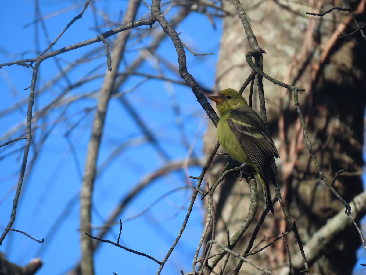 Western Tanager - ML615635410