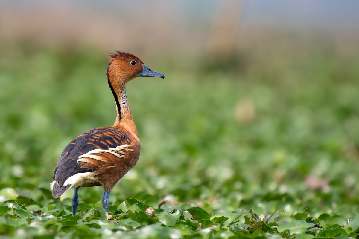 Fulvous Whistling-Duck - ML615635418