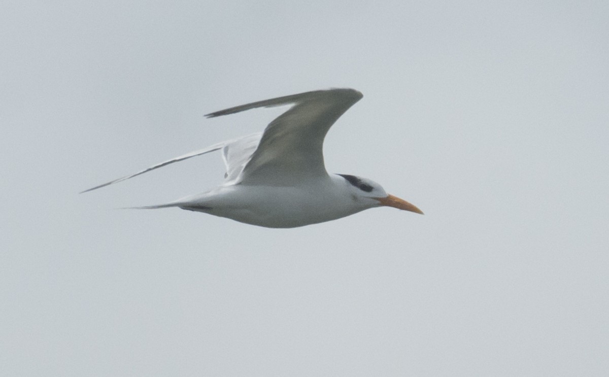 Royal Tern - joseph mileyka