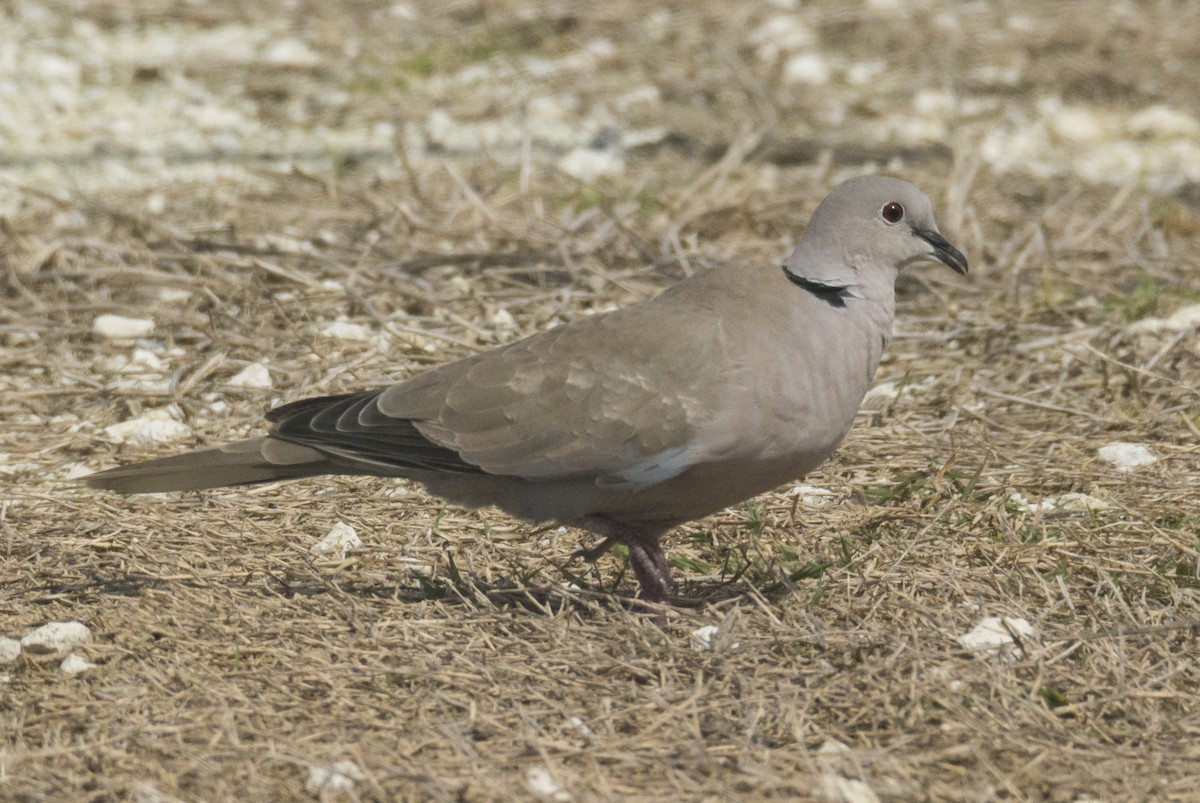 Eurasian Collared-Dove - joseph mileyka