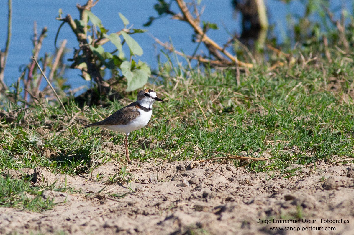Collared Plover - ML615635570