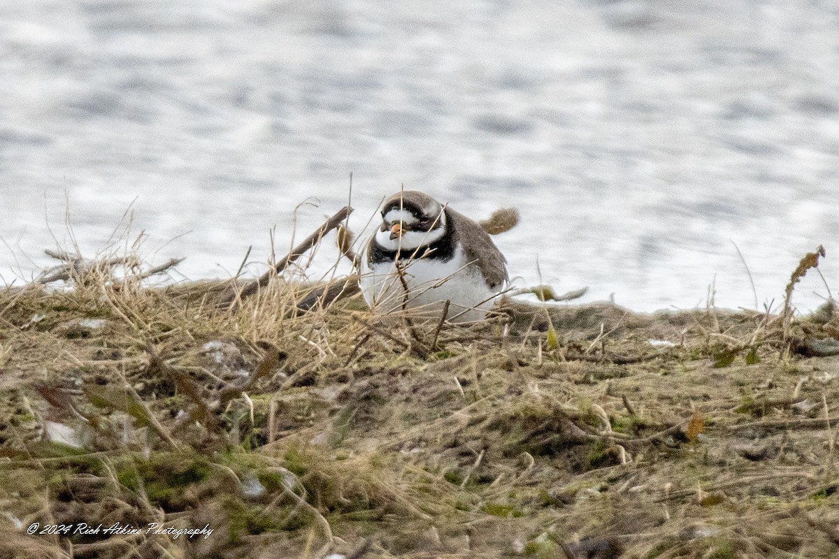 Common Ringed Plover - ML615635665