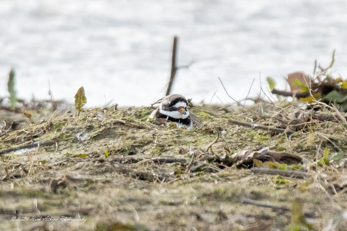 Common Ringed Plover - ML615635666
