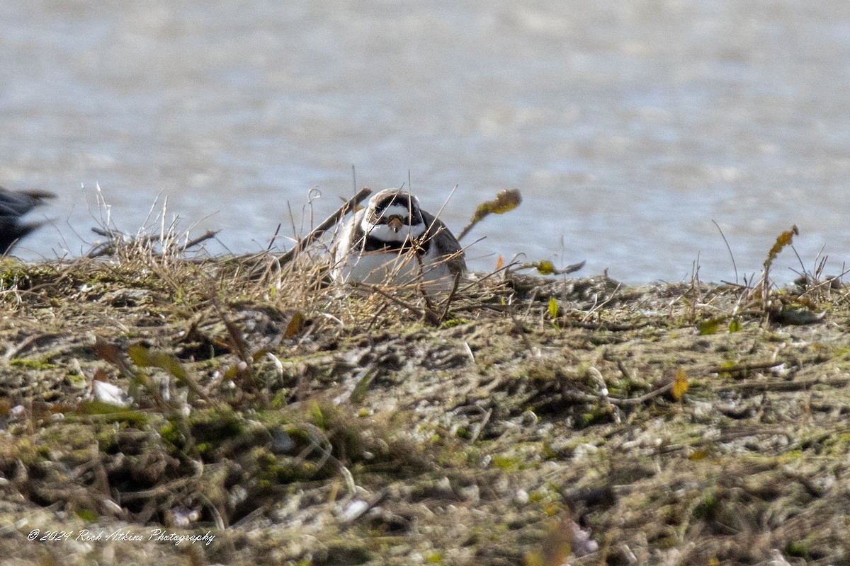 Common Ringed Plover - ML615635667