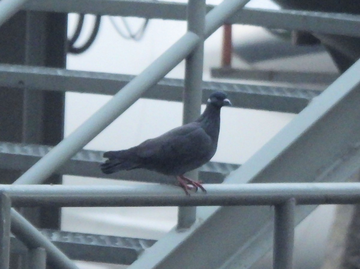 Pigeon à collier blanc - ML615635761