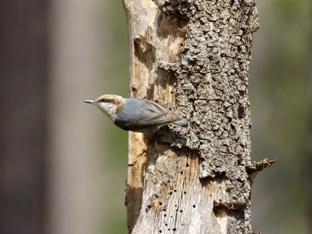 Brown-headed Nuthatch - ML615636053
