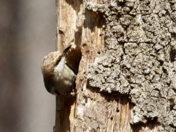 Brown-headed Nuthatch - ML615636054