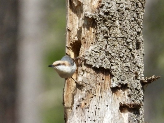 Brown-headed Nuthatch - ML615636055
