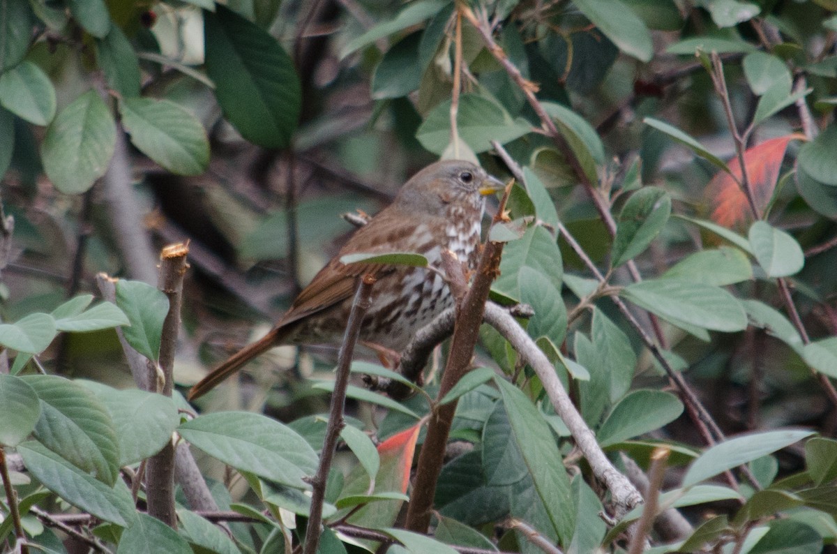 Fox Sparrow (Sooty) - ML615636386