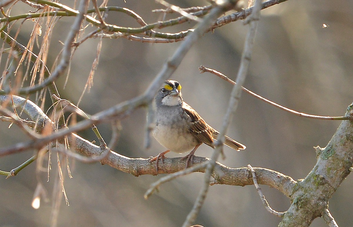 White-throated Sparrow - ML615636456