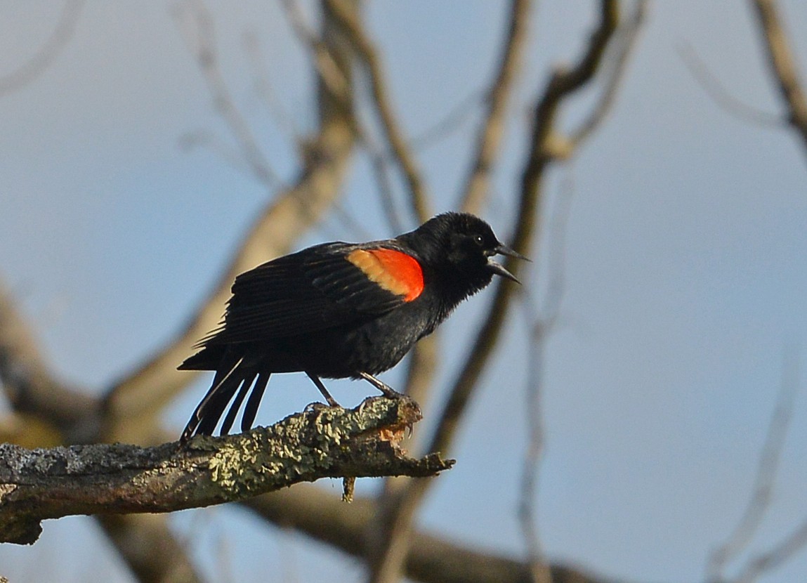 Red-winged Blackbird - ML615636483