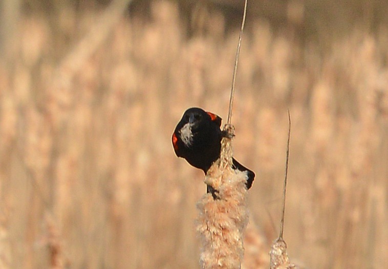 Red-winged Blackbird - ML615636485