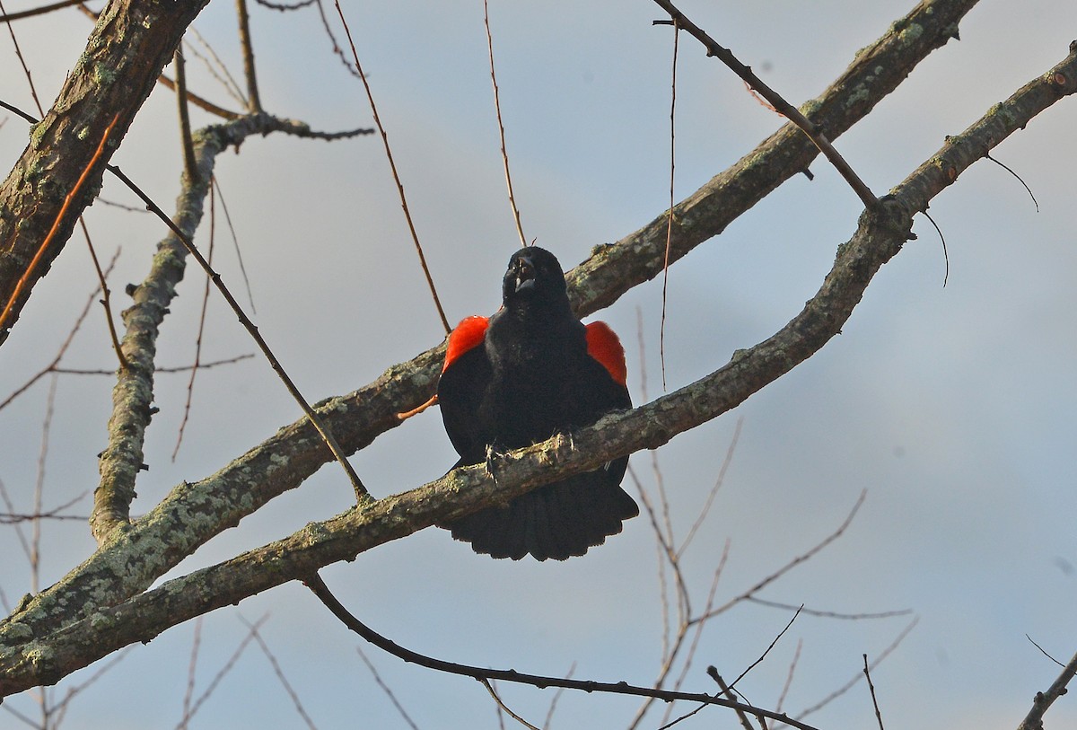 Red-winged Blackbird - ML615636489
