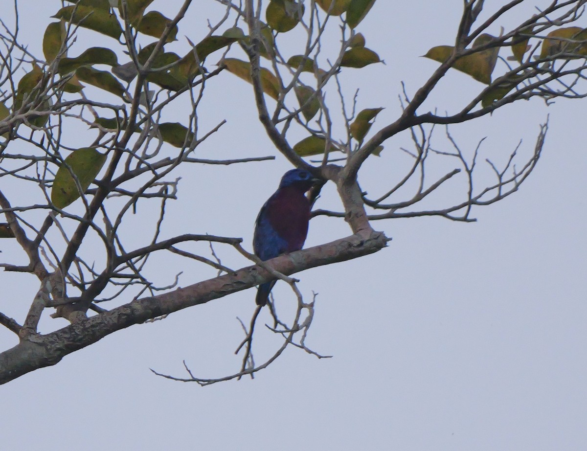 Purple-breasted Cotinga - Dennis Arendt