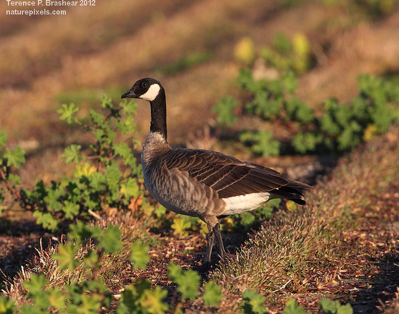 Cackling Goose (Aleutian) - ML615636530