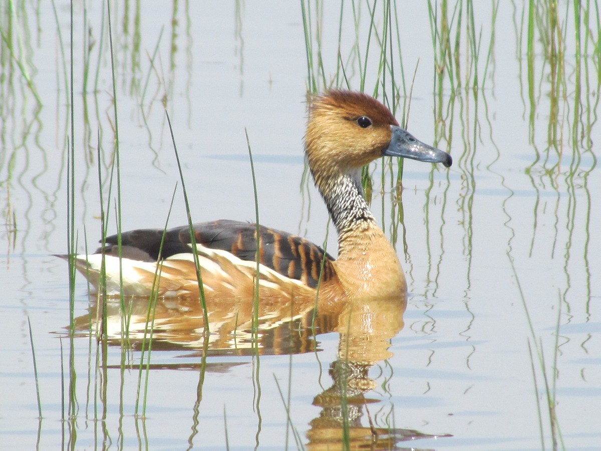 Fulvous Whistling-Duck - ML615636536