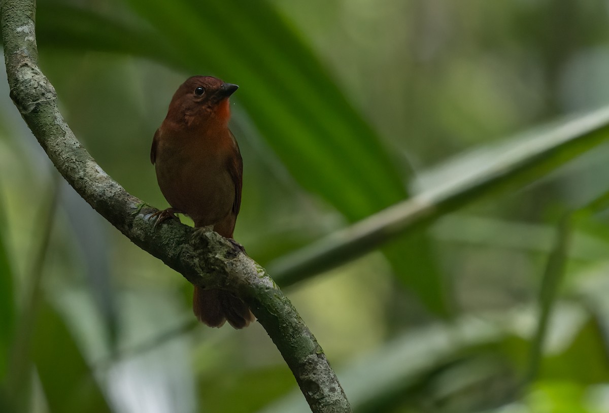 Red-crowned Ant-Tanager (Northern) - ML615636632