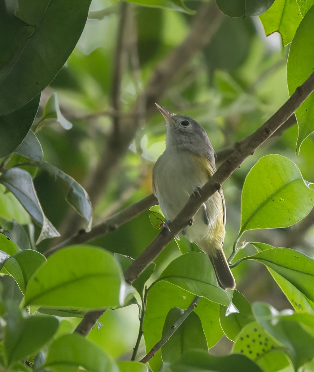 Lesser Greenlet (Northern) - Lars Petersson | My World of Bird Photography