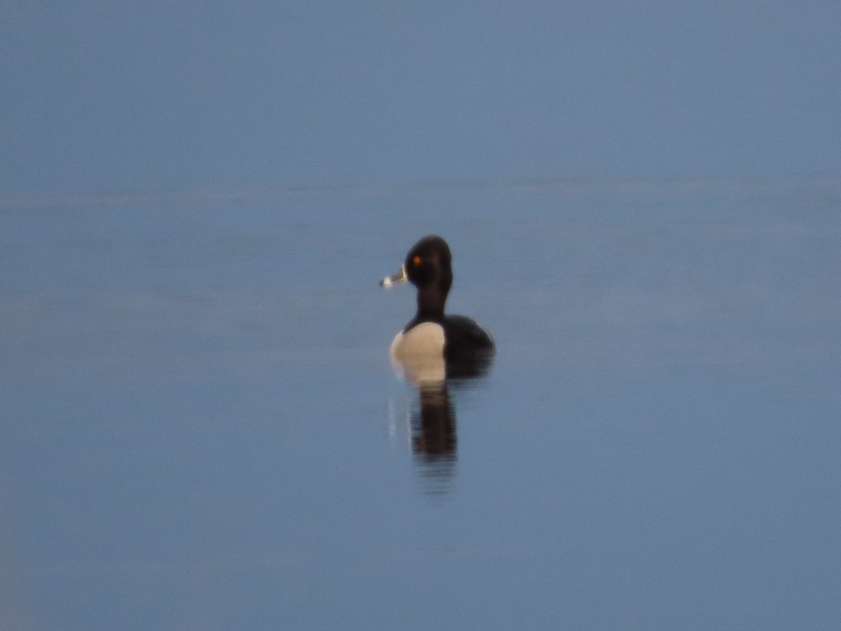 Ring-necked Duck - ML615636670