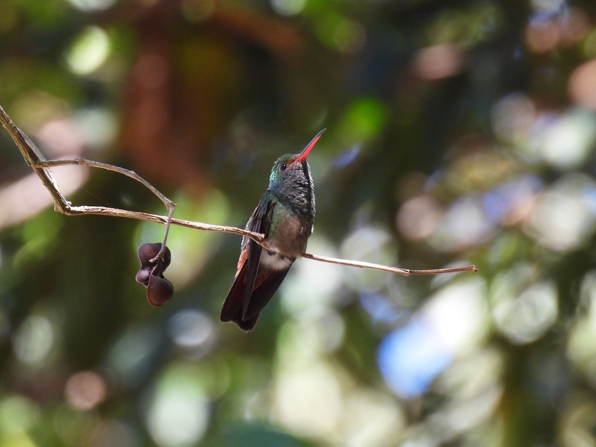 Rufous-tailed Hummingbird - ML615636695