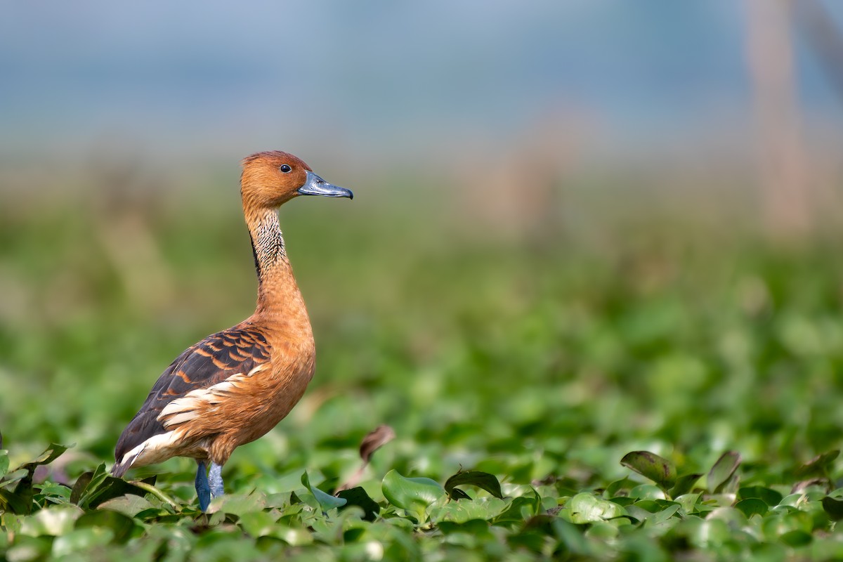 Fulvous Whistling-Duck - ML615636832