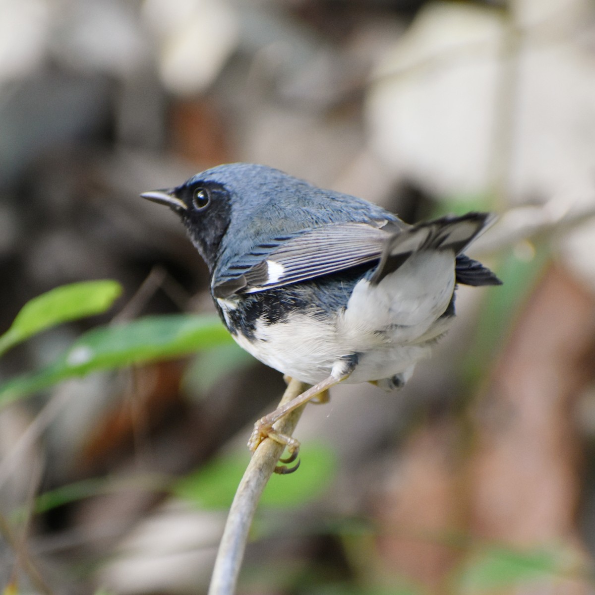 Black-throated Blue Warbler - Miriela Capó Díaz