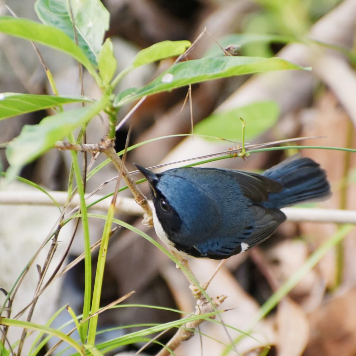 Black-throated Blue Warbler - Miriela Capó Díaz