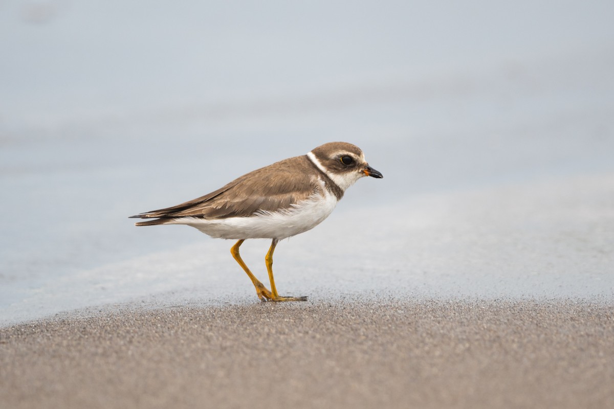 Semipalmated Plover - ML615637044