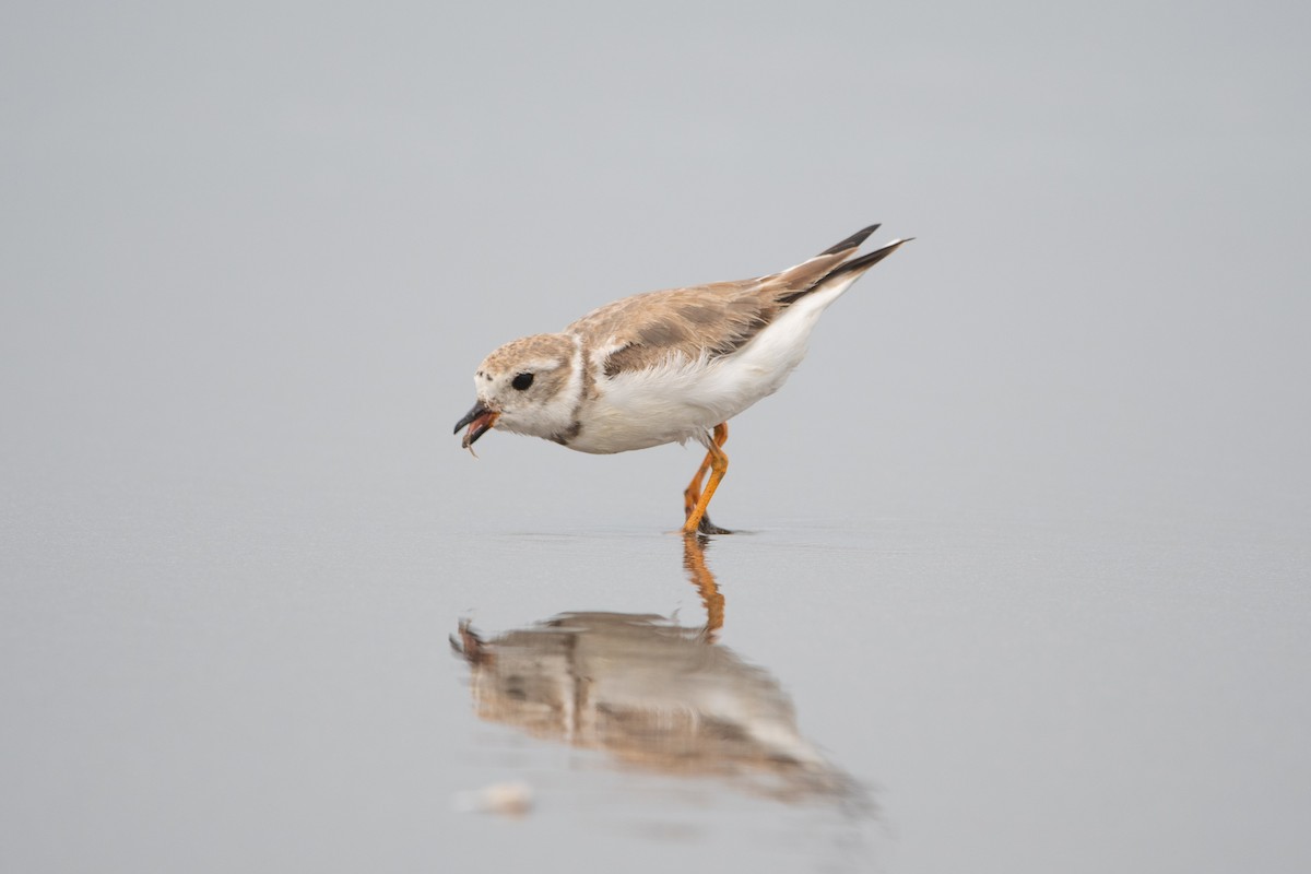 Piping Plover - ML615637047