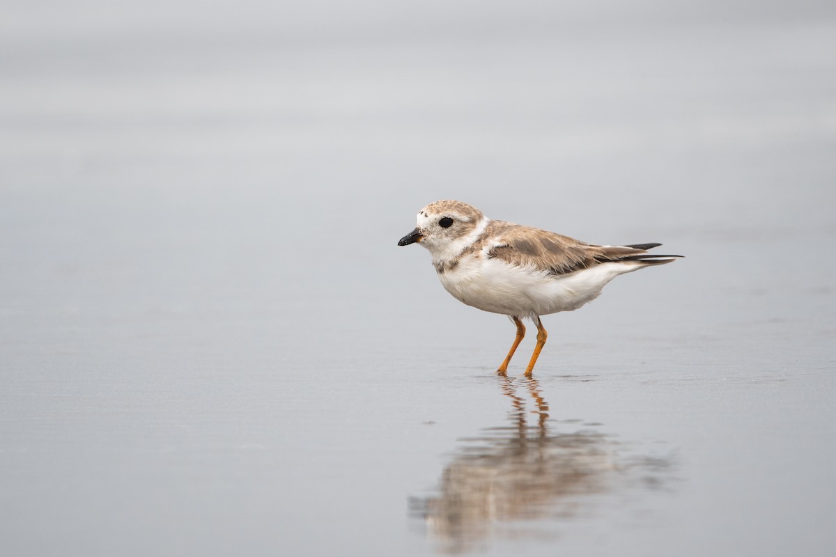 Piping Plover - ML615637050