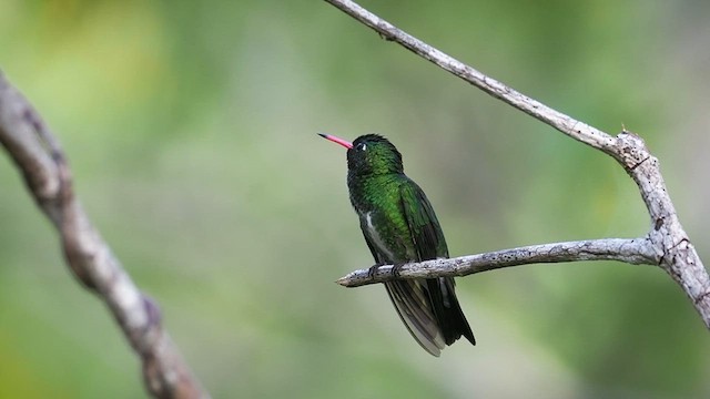 kolibřík Humboldtův - ML615637136
