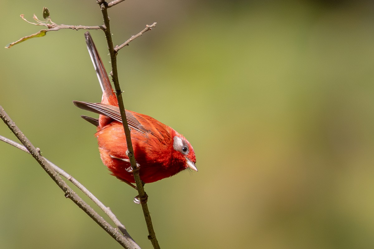 Red Warbler (White-cheeked) - Fernando Enrique Navarrete
