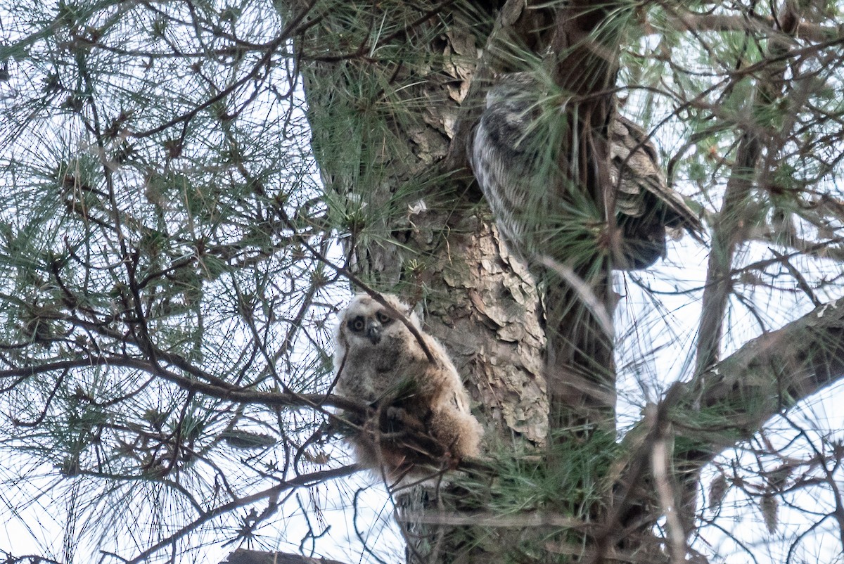 Great Horned Owl - ML615637247