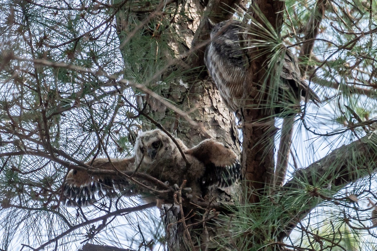 Great Horned Owl - ML615637248