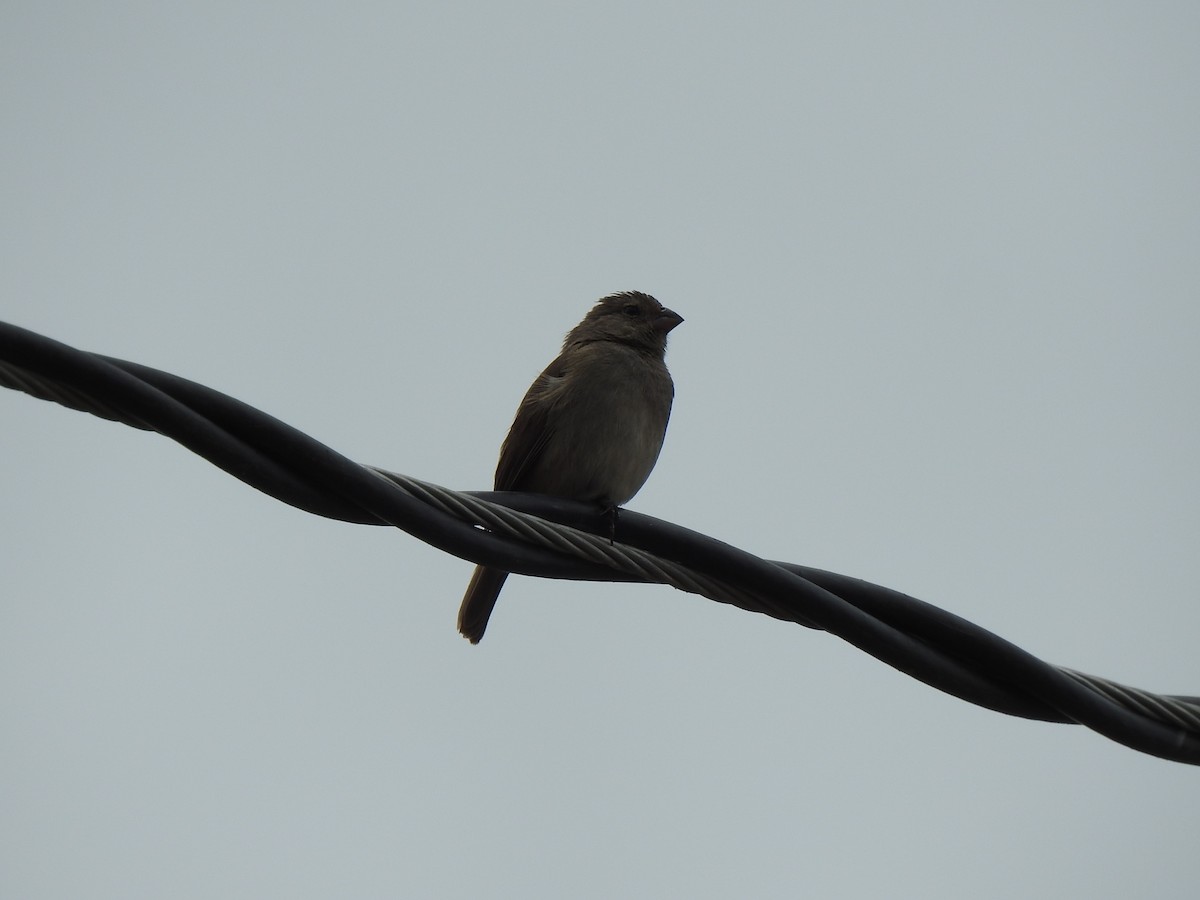 Tumbes Sparrow - George Watola