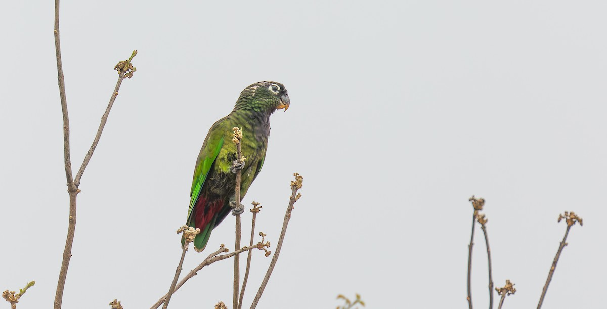 Scaly-headed Parrot - ML615637662