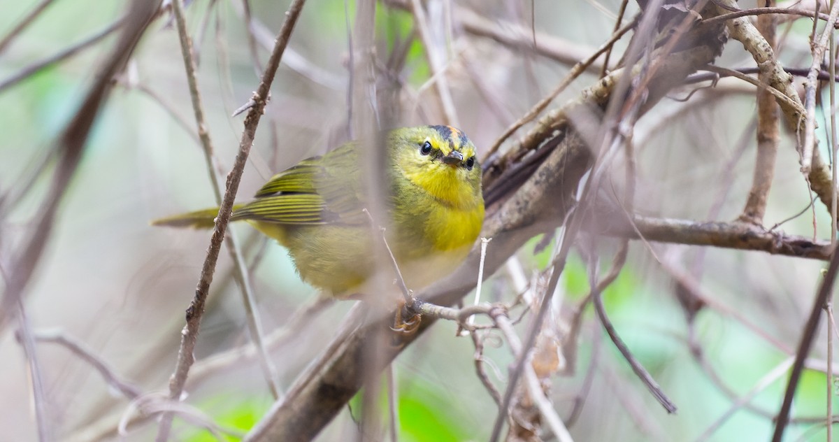 Two-banded Warbler - Brian Small