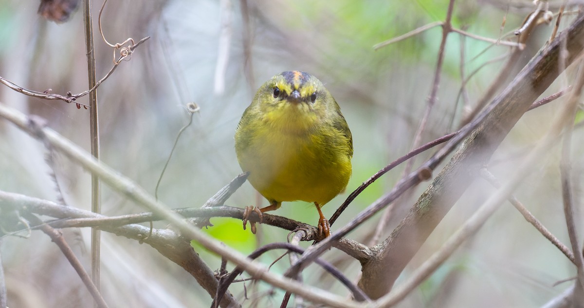 Two-banded Warbler - ML615637715