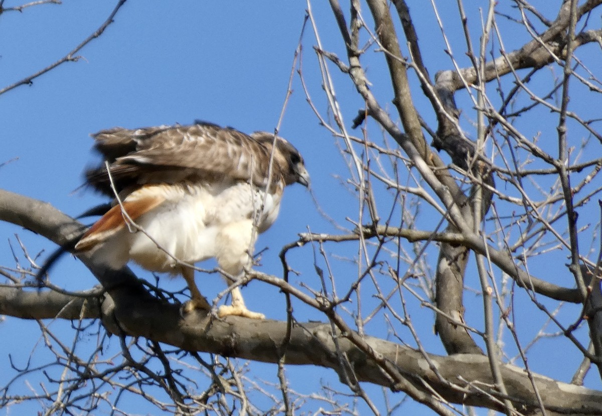 Red-tailed Hawk - ML615637822