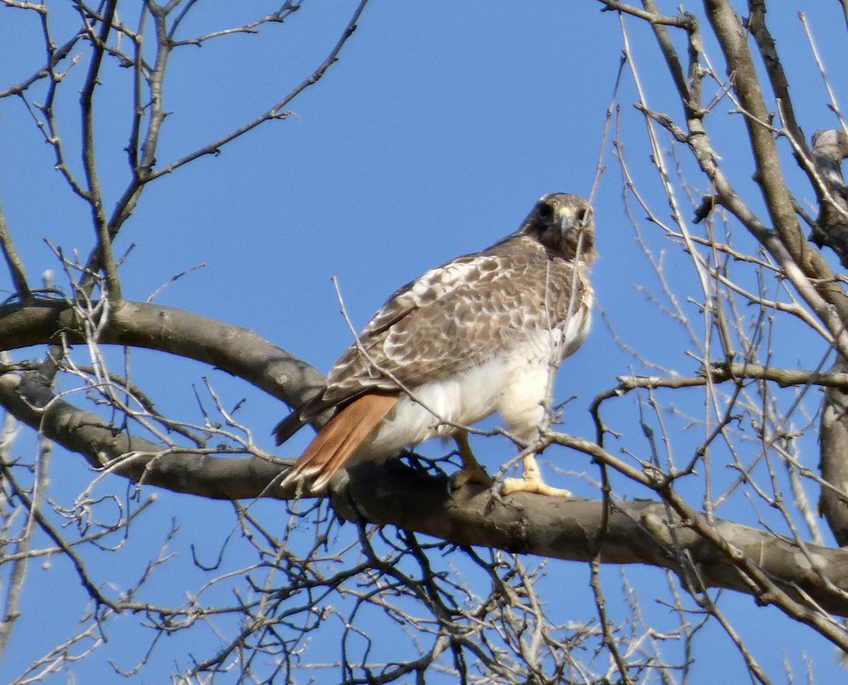 Red-tailed Hawk - ML615637823