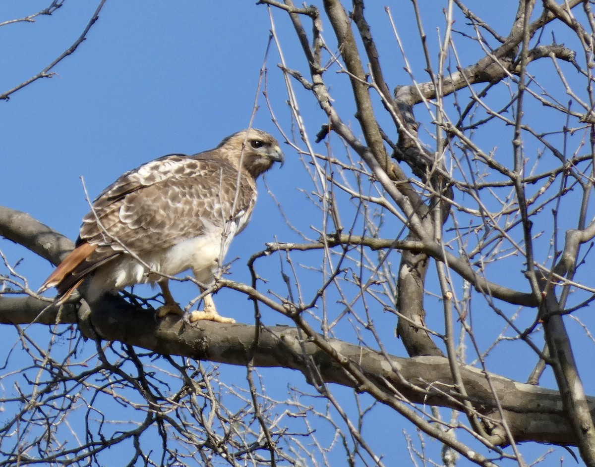 Red-tailed Hawk - ML615637824
