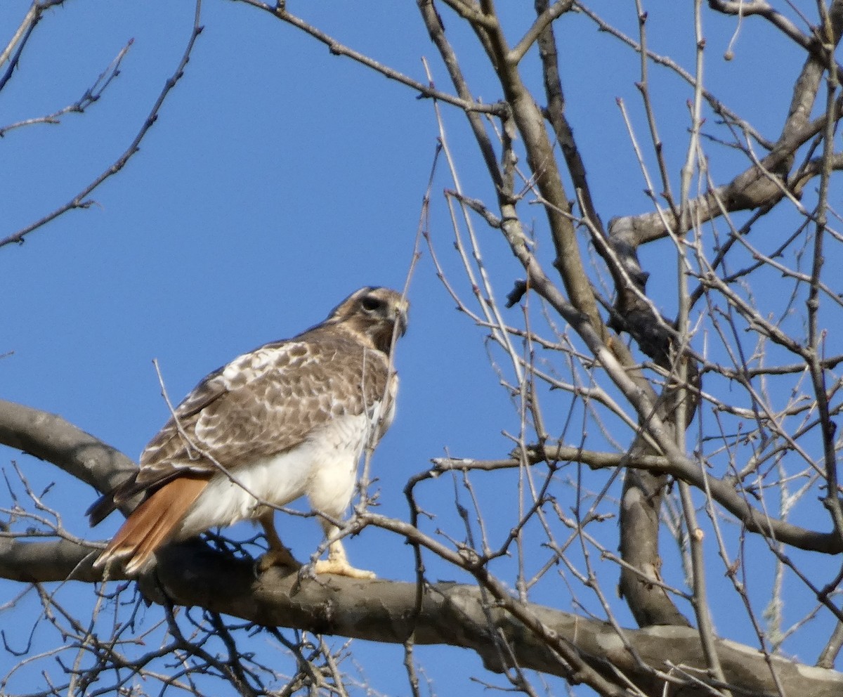 Red-tailed Hawk - ML615637825