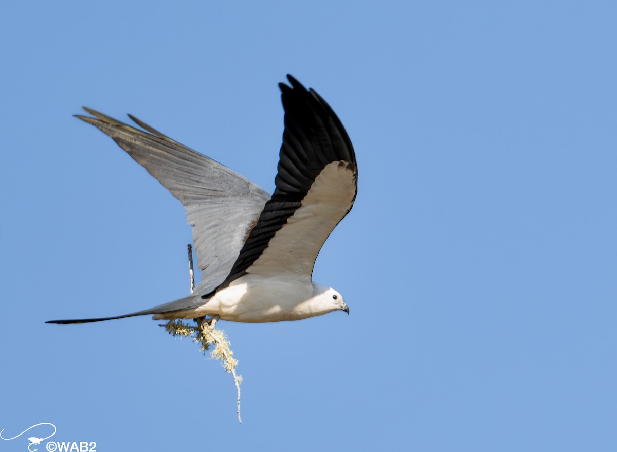 Swallow-tailed Kite - ML615637884