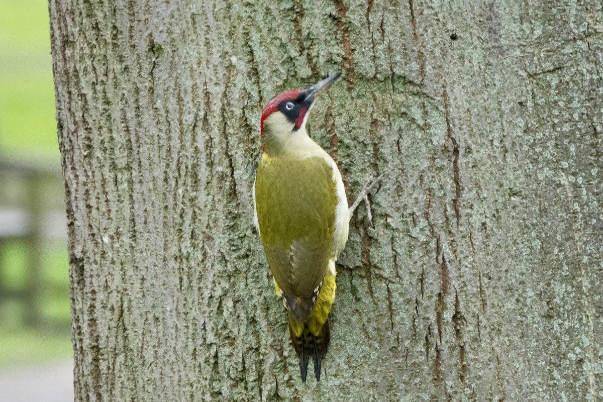 Eurasian Green Woodpecker (Eurasian) - ML615637956