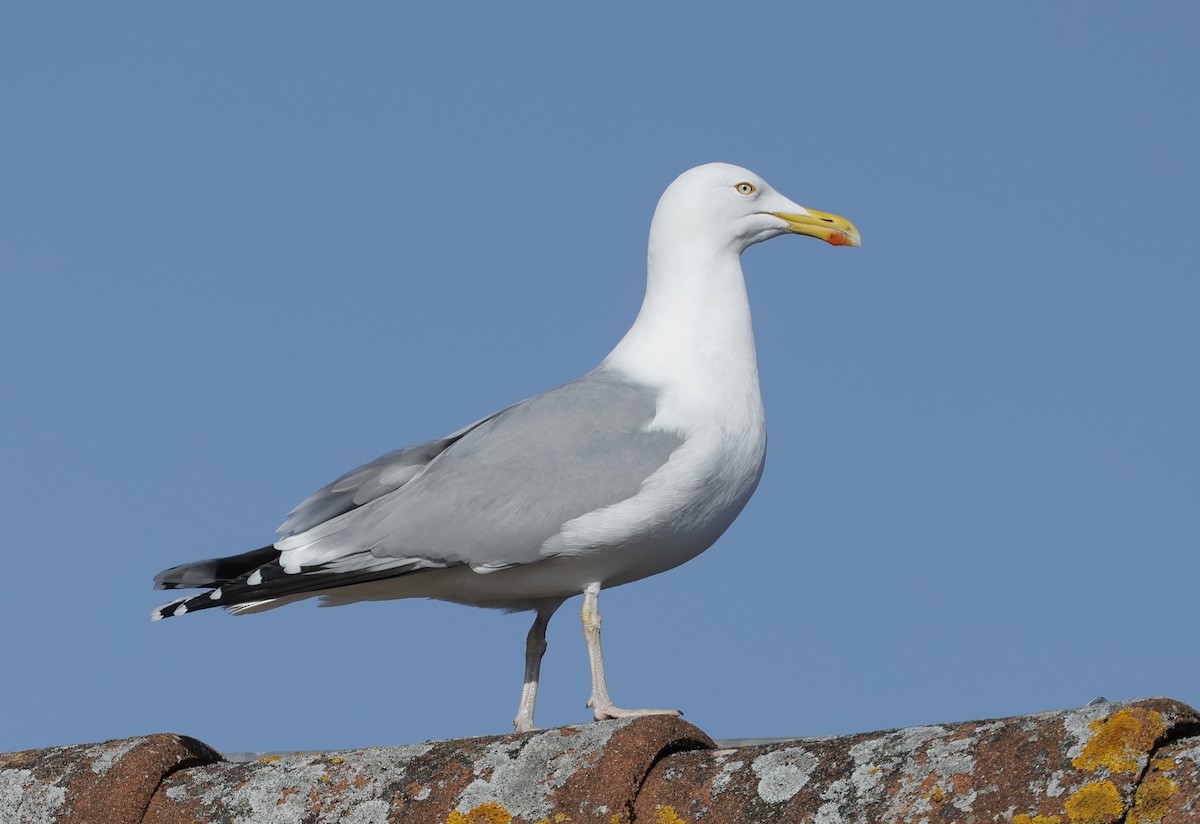 Herring Gull (European) - ML615638015